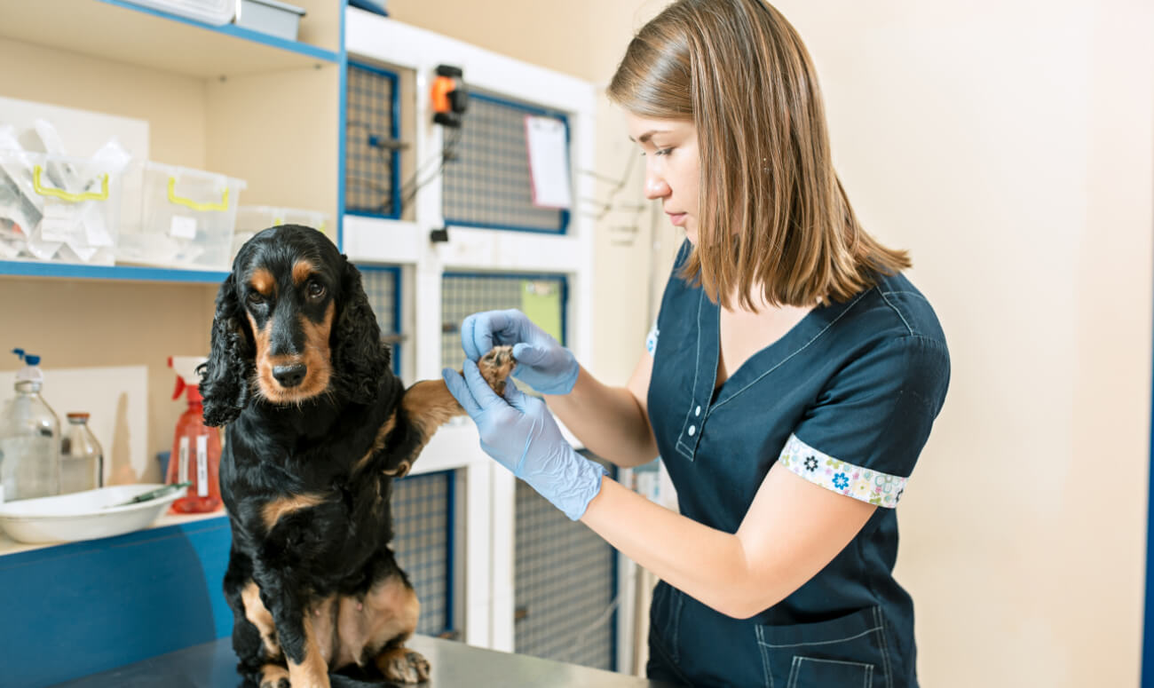 How Much Do You Know About Your Dog’s Food? How Much Do You Know About Your Dog’s Food?
